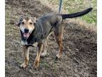 Adopt Jackson Brown a Shepherd, Mixed Breed