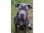 Adopt Kane a Cane Corso