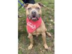 Adopt Odin a Pit Bull Terrier