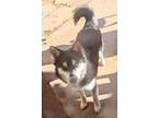 Adopt HUSKER a Husky