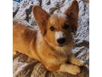 Cardigan Welsh Corgi Puppy for sale in Tonganoxie, KS, USA