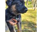 King Shepherd Puppy for sale in Palm Beach, FL, USA