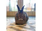 Adopt Hansel a Bunny Rabbit