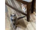 Adopt Ashley & Pumpkin a Domestic Short Hair