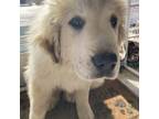 Adopt Alex - ADOPTION PENDING a Great Pyrenees, Airedale Terrier