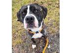 Adopt Melvin a Pit Bull Terrier