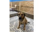 Adopt Coco a Mixed Breed, Shepherd