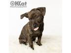 Adopt Howie a Terrier, Dachshund