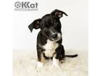 Adopt Hughie a Terrier, Dachshund