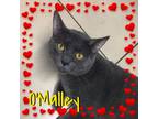 Adopt O'Malley a Domestic Short Hair