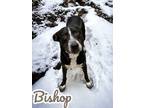 Adopt Bishop a Border Collie, Pit Bull Terrier