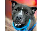 Adopt Piggie a American Staffordshire Terrier