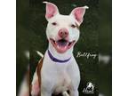 Adopt Bullfrog a Pit Bull Terrier, Whippet