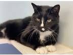 Adopt Tyrone a Domestic Short Hair