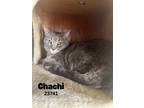 Adopt Chachi a Domestic Short Hair