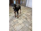 Adopt Boogie a Doberman Pinscher