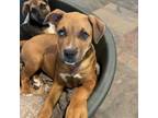 Adopt AJ a Boxer, Black Mouth Cur