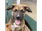 Adopt Archie a Boxer, Black Mouth Cur