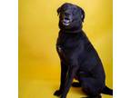Adopt Beau - $75 Adoption Fee! Diamond Dog! a Labrador Retriever