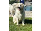 Adopt Benny Boo DFW a Great Pyrenees
