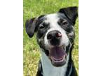 Adopt Beau a Pit Bull Terrier, Mixed Breed