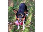 Adopt Dexter Adoption Pending a Rat Terrier