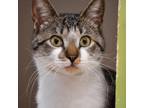 Adopt Valentino a Tabby