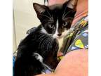 Adopt Silvester a Domestic Short Hair