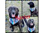 Adopt Baxter a Black Labrador Retriever