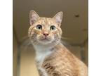 Adopt Quinn a Domestic Short Hair