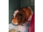 Adopt Otis a Guinea Pig