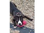 Adopt Dunkin a Pit Bull Terrier, Mixed Breed