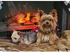 Adopt Sparky & Elfie ADOPTED a Yorkshire Terrier