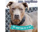 Adopt Mr. Naptime a Mixed Breed