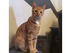 Adopt Linguine a Domestic Short Hair