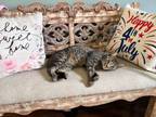 Adopt Raj a American Shorthair, Tabby