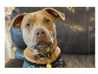 Adopt Sirius a Pit Bull Terrier