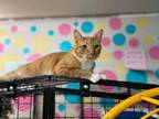 Adopt Bruce Lee a Domestic Short Hair