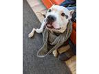 Adopt Gage a Pit Bull Terrier