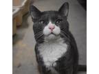 Adopt POPEYE--GOOFY LOVING BOY a Domestic Short Hair