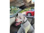 Adopt Tay Tay (Tater) a Pit Bull Terrier, Hound