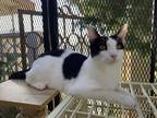 Adopt Cupid-Mickael a Domestic Short Hair