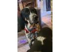 Adopt Duke a Bluetick Coonhound
