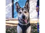 Adopt Trooper a Husky, Shepherd