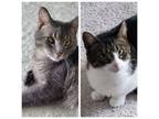 Adopt Kenny & Loretta a Tabby