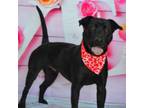 Adopt Evan aka Quint JuM a Black Labrador Retriever, Pit Bull Terrier