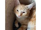 Adopt Junior a Domestic Short Hair