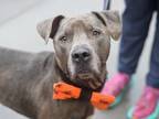 Adopt Rioux a American Staffordshire Terrier, Mixed Breed