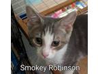 Adopt Smokie Robinson a Domestic Short Hair