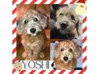 Adopt Yoshi a Poodle, Terrier